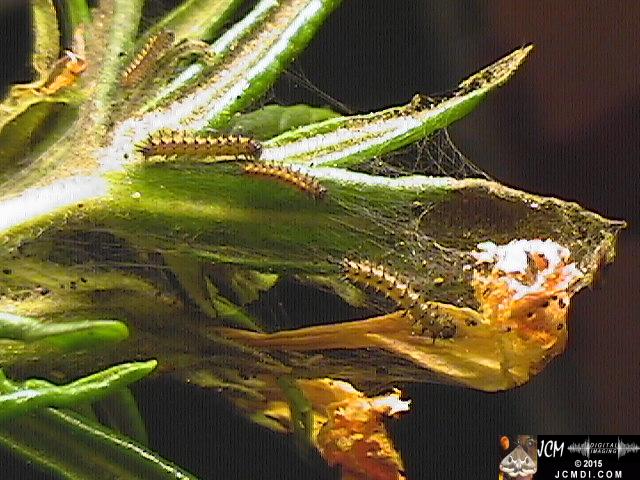 Chalcedon Checkerspot (Euphydryas chalcedona) tiny 2nd instar larvae
